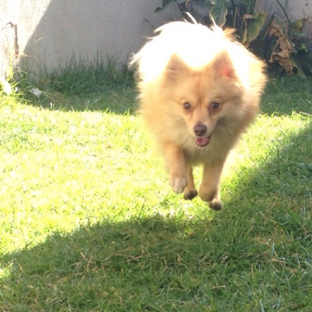 Raawwr!