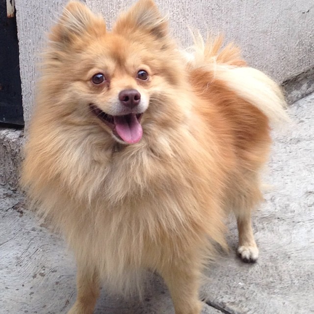 No, Toby es más bonito.