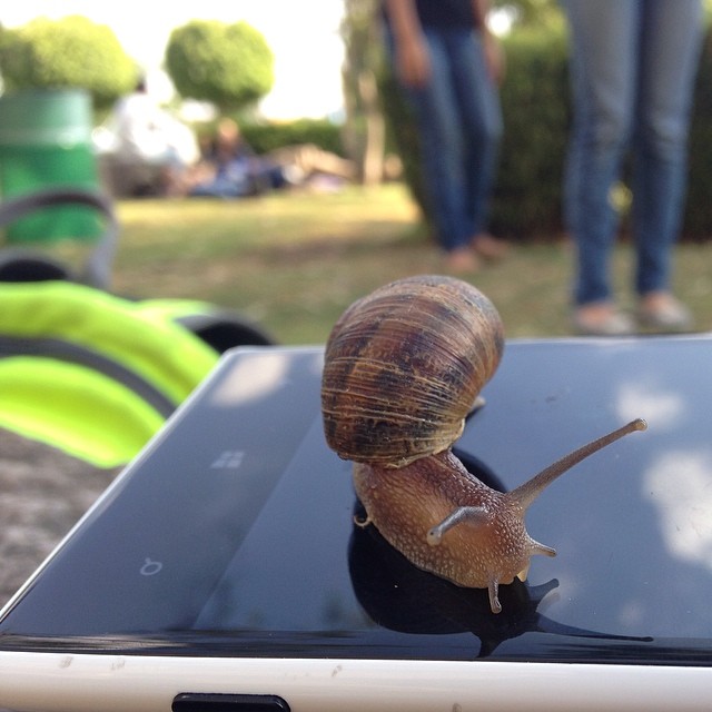 🐌