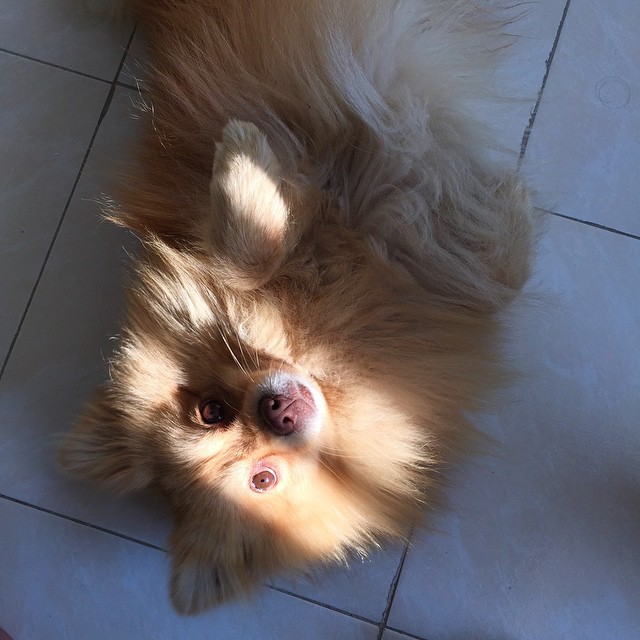 Perritox